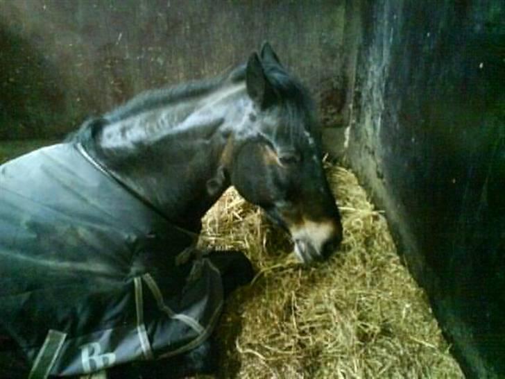 Connemara Illias R.I.P :'( billede 11