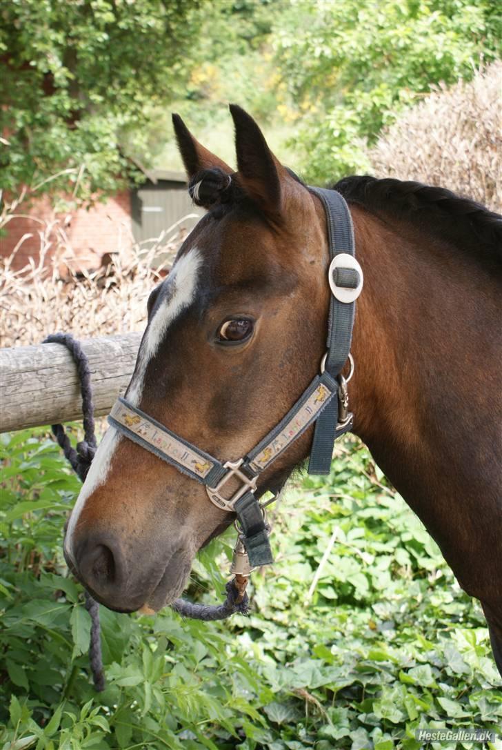 Welsh Pony af Cob-type (sec C) Fanny (Solgt) - Smuk er du<3 billede 14