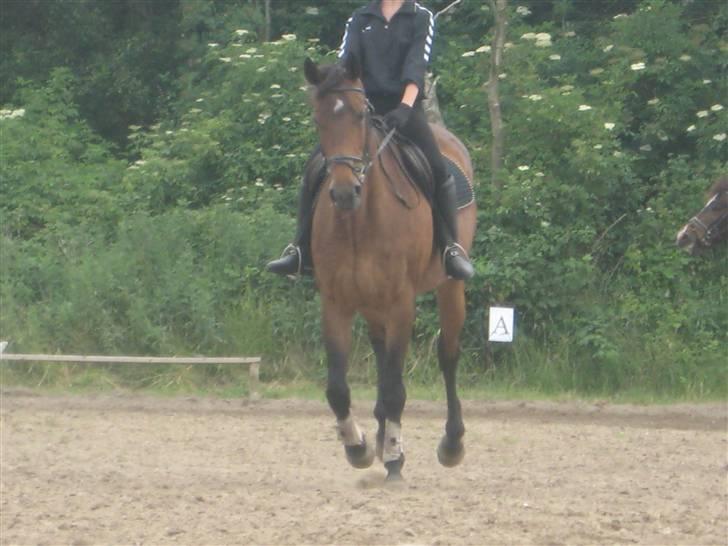 Dansk Varmblod Ramona.  - ridelejer 30/6 08 billede 11