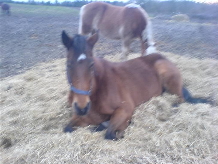 Dansk Varmblod Ramona.  - jeg skulle lige lukke hestene ind og så lå hun der :) jeg kunne gå over og snakke med hende:) billede 17