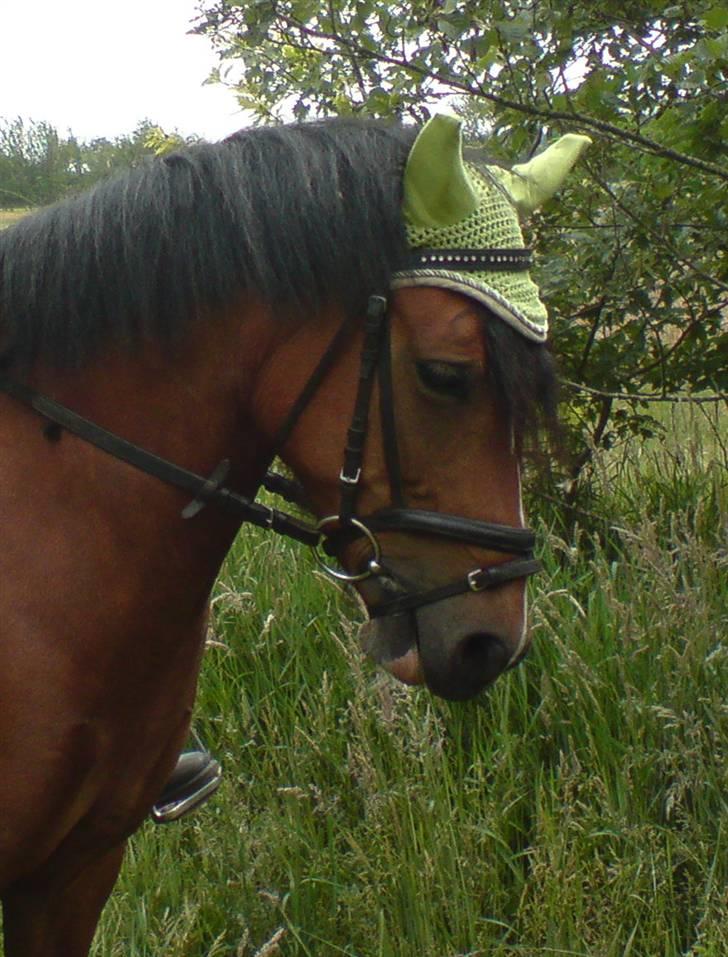 DSP »Lapaloma *gammel Part*<3 - Welkommen til Fine lapalomas side<3 Håber i nyder opholdet. Ingan af billederne må kopieres(:  billede 1