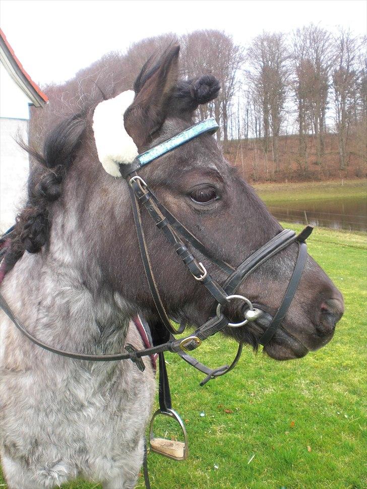 Anden særlig race Speedy  - Speedy og Mig som træning. billede 10