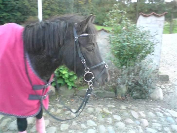 Anden særlig race Speedy  - Smukke Speedy efter en fin dressurtræning. billede 11