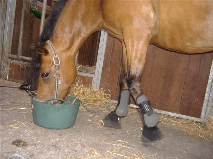 DSP »Lapaloma *gammel Part*<3 billede 2