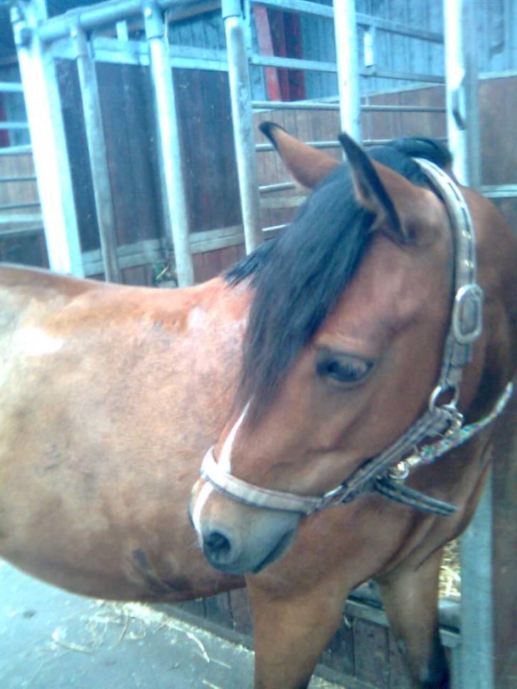 DSP »Lapaloma *gammel Part*<3 - Se, er jeg ikke fin? Jeg er lige blevet vasket:D billede 4