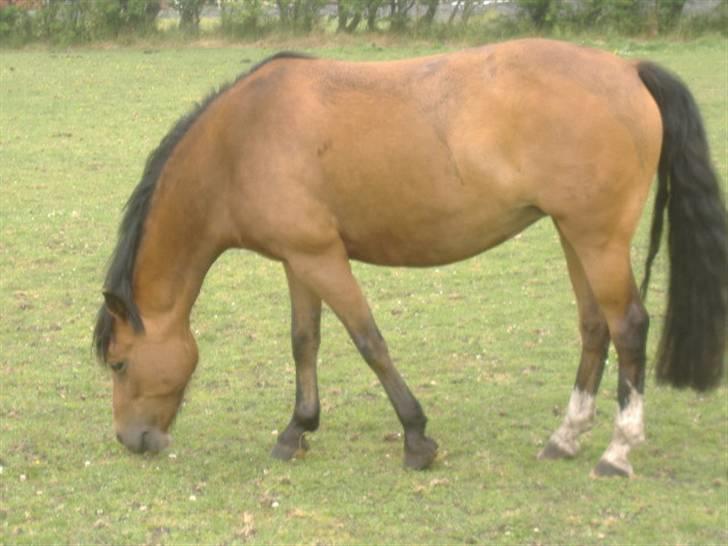 DSP »Lapaloma *gammel Part*<3 - Mit super søde ansigt(: billede 5