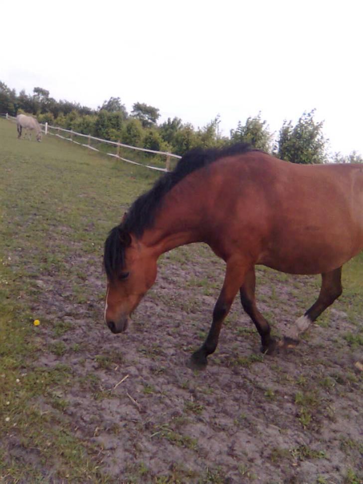 DSP »Lapaloma *gammel Part*<3 billede 7