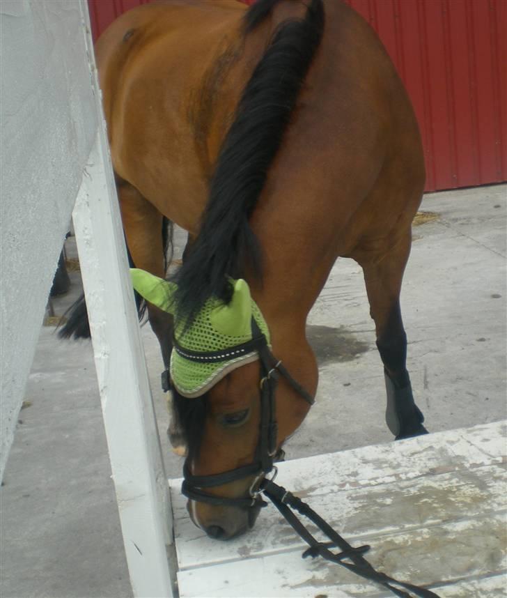 DSP »Lapaloma *gammel Part*<3 billede 9