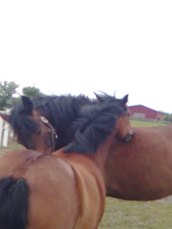 DSP »Lapaloma *gammel Part*<3 billede 11