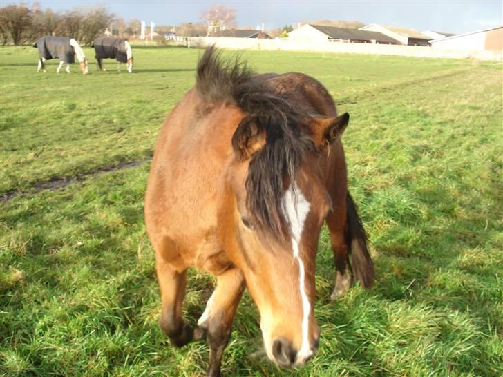 DSP »Lapaloma *gammel Part*<3 - Hvad laver du karina? :D billede 12