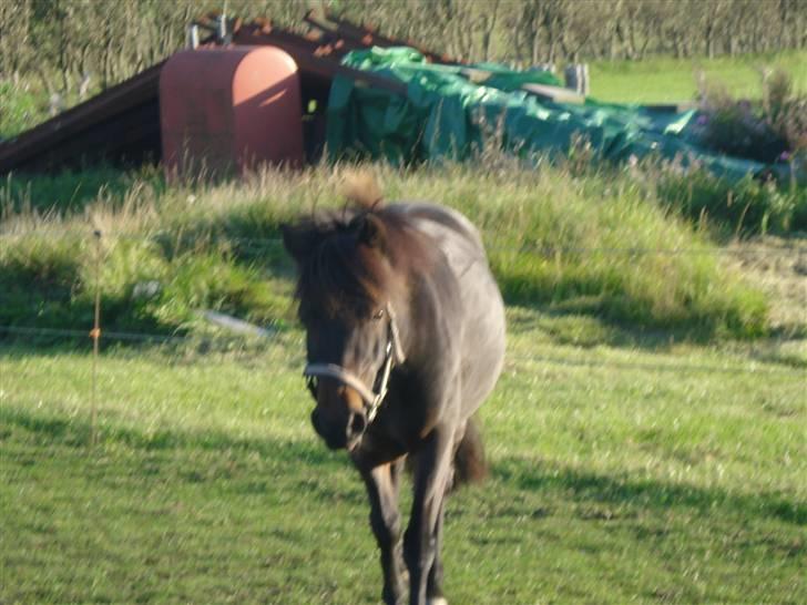 Anden særlig race mulan<3 - mulan billede 1