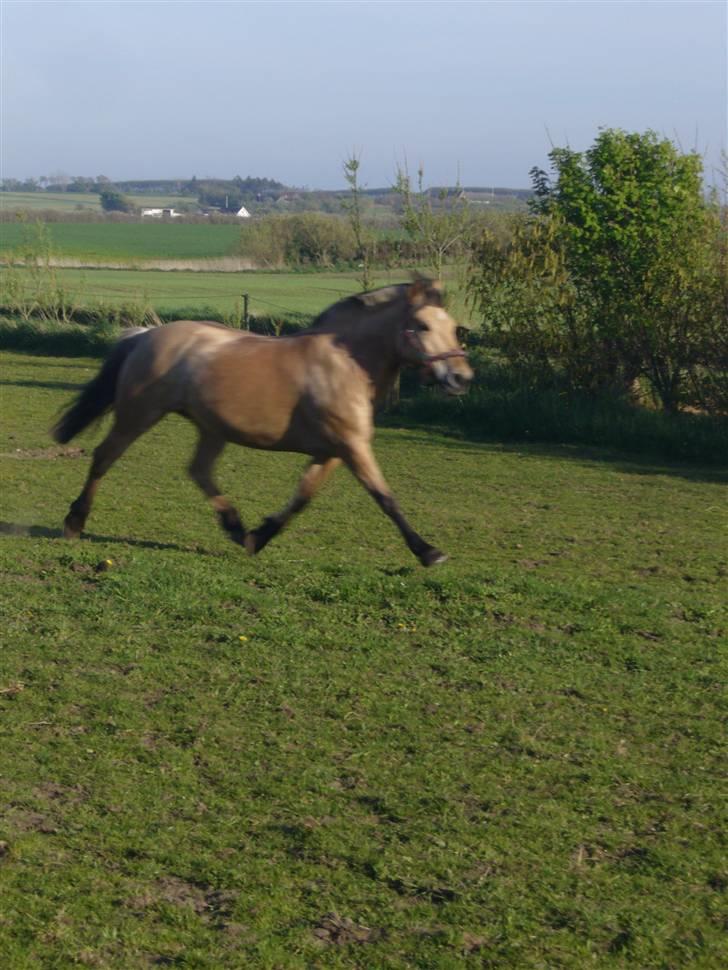 Fjordhest Memory billede 16