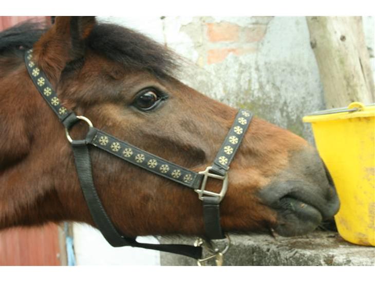 {{currentPhoto.altText}} billede {{currentPhoto.number}}