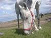 Anden særlig race Donata (pony) *SOLGT* :(