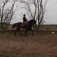 Dansk Varmblod Golden Campari 