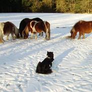 Shetlænder Kohberg**min**