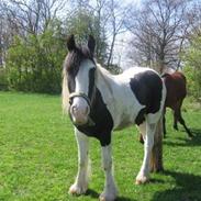 Irish Cob Grønnegårdens Esiah SOLGT