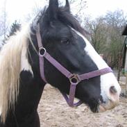 Irish Cob Grønnegårdens Esiah SOLGT