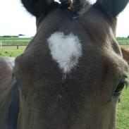 Dansk Varmblod Make My Day 