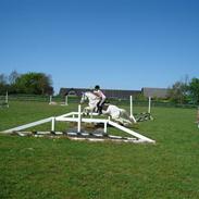 Connemara Breezer  R. I. P 