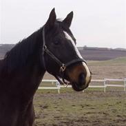 Dansk Varmblod Wenny *min mors*