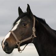 Dansk Varmblod Wenny *min mors*