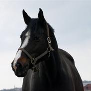 Dansk Varmblod Wenny *min mors*