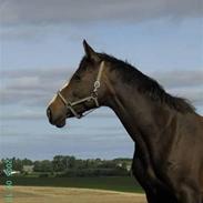 Dansk Varmblod Wenny *min mors*