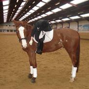 Dansk Varmblod Eriksmindes Prins *RIP*