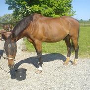 Dansk Varmblod Lucky