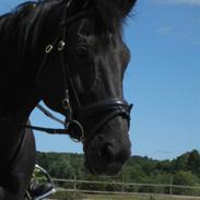 Trakehner Korinna Von C. R.I.P.