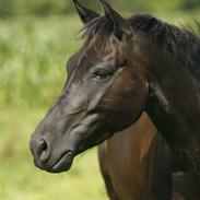 New Forest Løgtholts Toke
