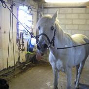 Anden særlig race Maybee Grey [Tidl. pony]