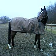 Fuldblod (XX) Pistoleiro