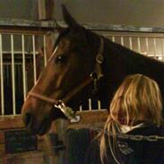 Fuldblod (XX) Pistoleiro