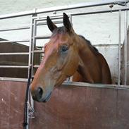 Dansk Varmblod Mann-Light