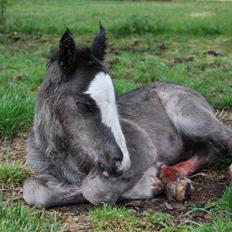 Irish Cob Møllens Miss. Ziggy*SOLG*