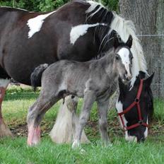 Irish Cob Møllens Miss. Ziggy*SOLG*