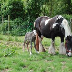 Irish Cob Møllens Miss. Ziggy*SOLG*