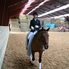 Anden særlig race Prince Charming  (solgt ) 