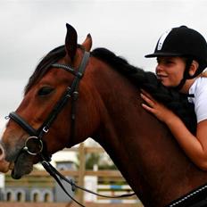 Welsh Cob (sec D) LINDBERG NOBLEMAN SOLGT