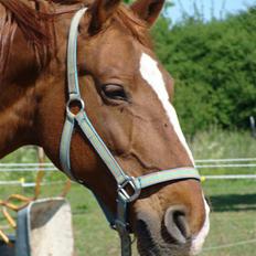 Frederiksborg Malou Fuglebjerg(Aflivet)
