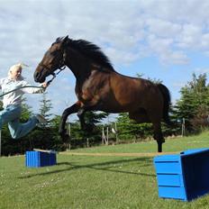 Svensk Varmblod Rybo Monty *lånt ud*