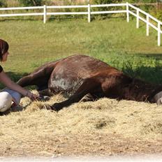Arabisk fuldblod (OX) Ja'thopa