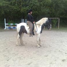Irish Cob Grønnegårdens Esiah SOLGT