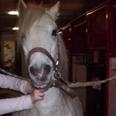 Welsh Mountain (sec A) Mette RIP. :'(