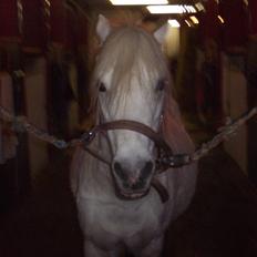 Welsh Mountain (sec A) Mette RIP. :'(