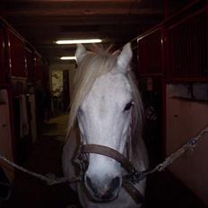 Welsh Mountain (sec A) Mette RIP. :'(