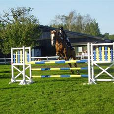 Dansk Varmblod Red Morning