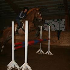 Dansk Varmblod Red Morning